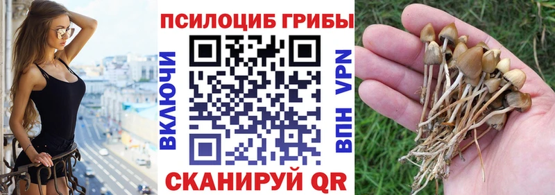 Галлюциногенные грибы Psilocybe Фурманов