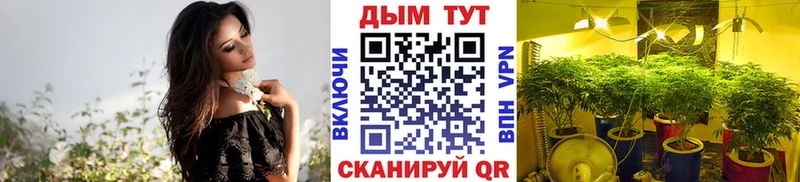 Конопля план  Фурманов 